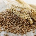 Zaszczepianie zbóż i nasion
